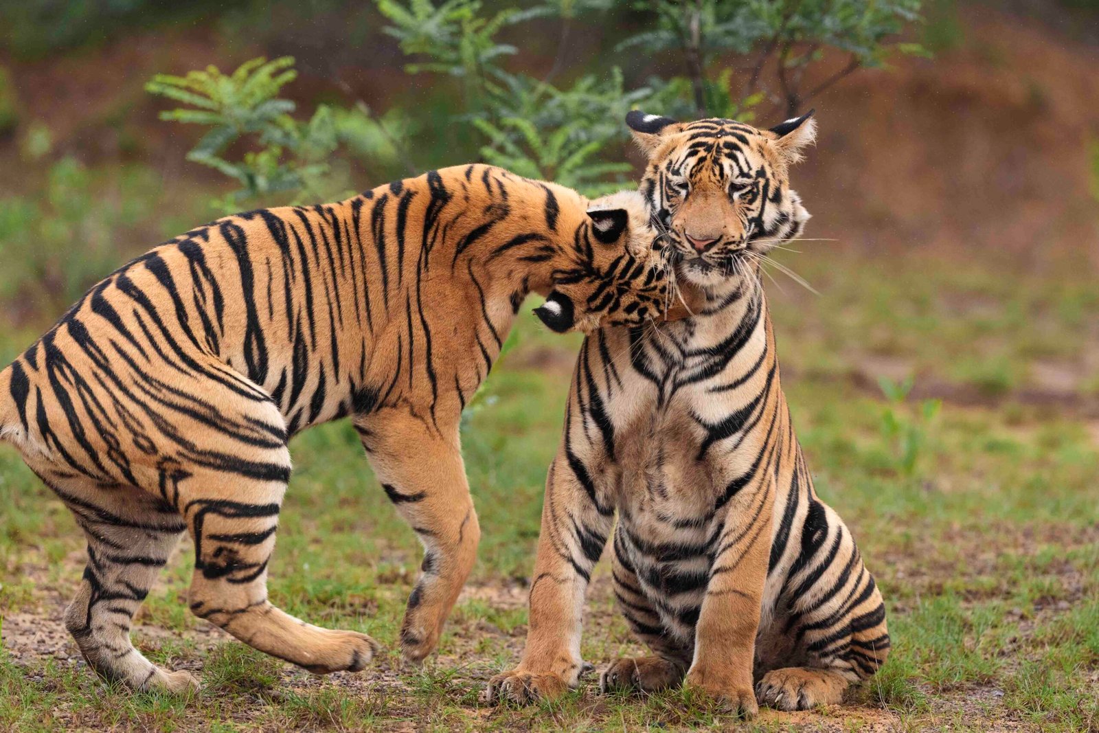 sundarban_tiger_reserv