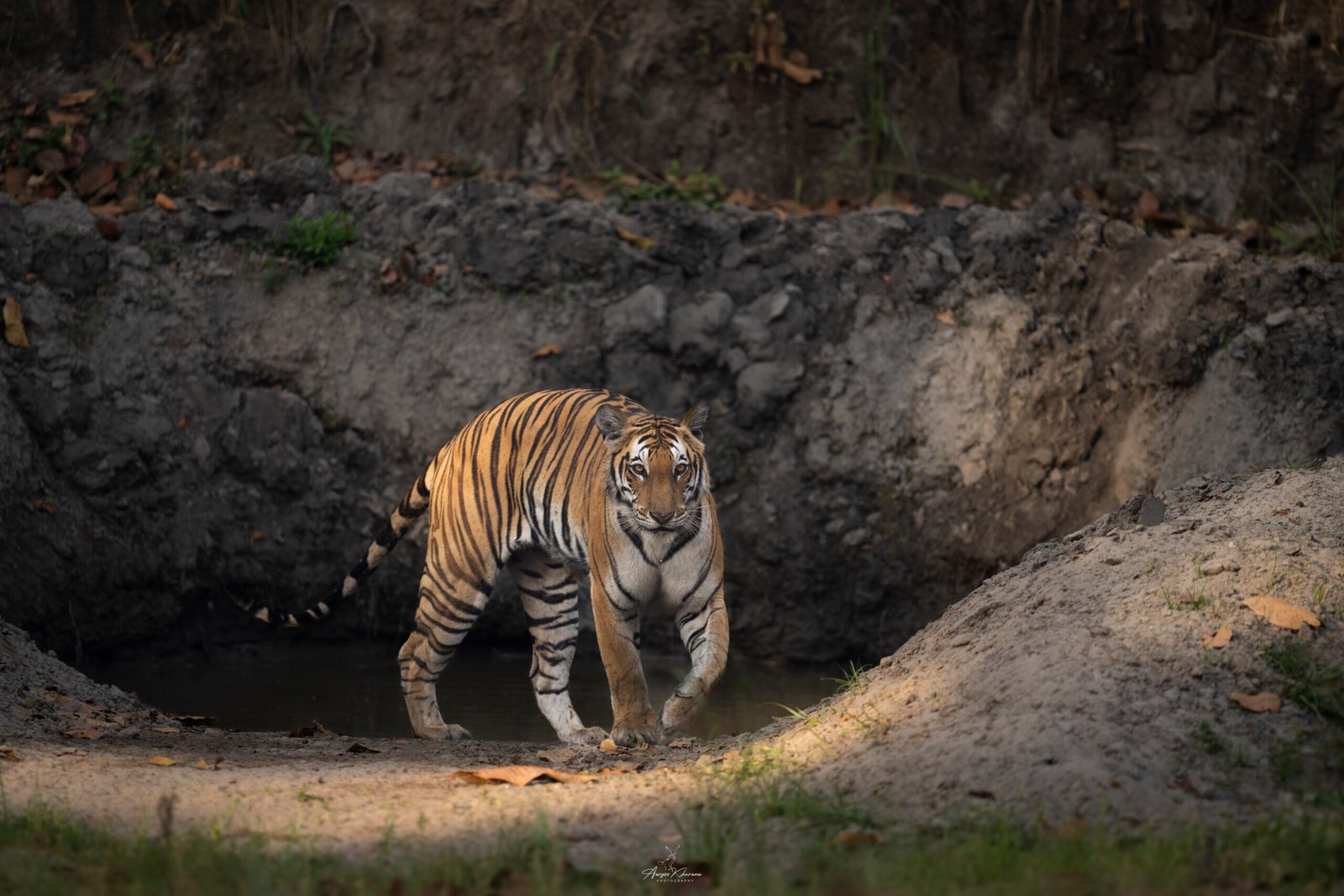 Best Tiger Reserves to Visit This Winter