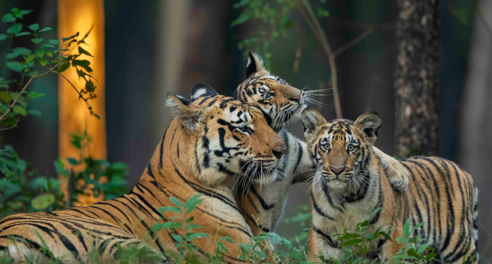 Why Visit Pench Tiger Reserve ?