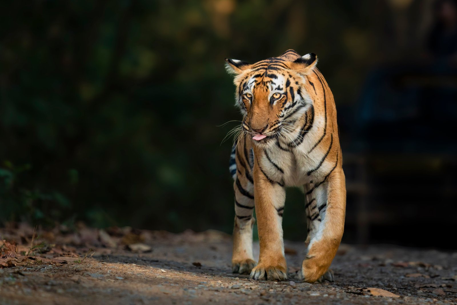 Jim Corbett Tiger Reserve