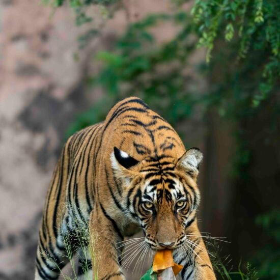 ranthambhore