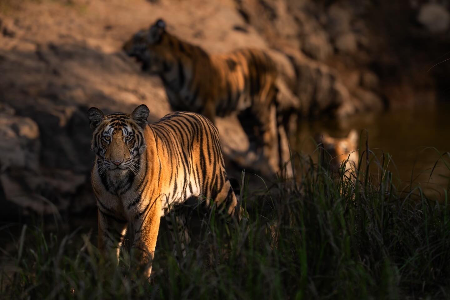 Three Lesser-Known Jungles to Explore This Winter