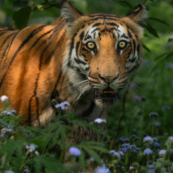 Corbett Tiger Reserve