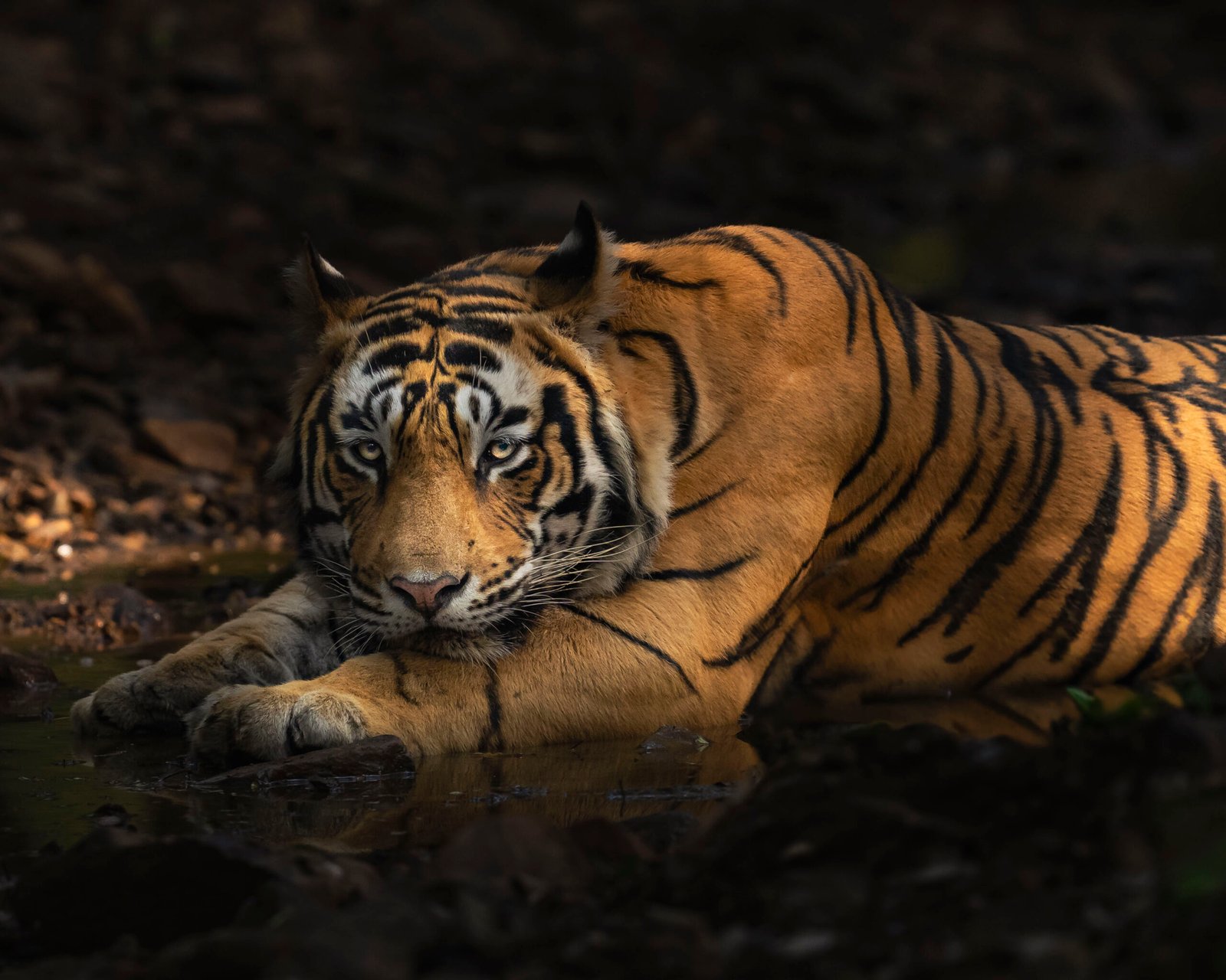 Ranthambhore Tiger Reserve