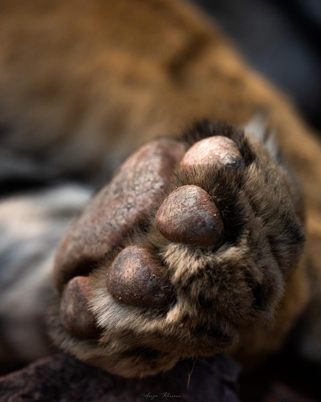 Experience the Magic of Ranthambore: A Winter Safari Paradise