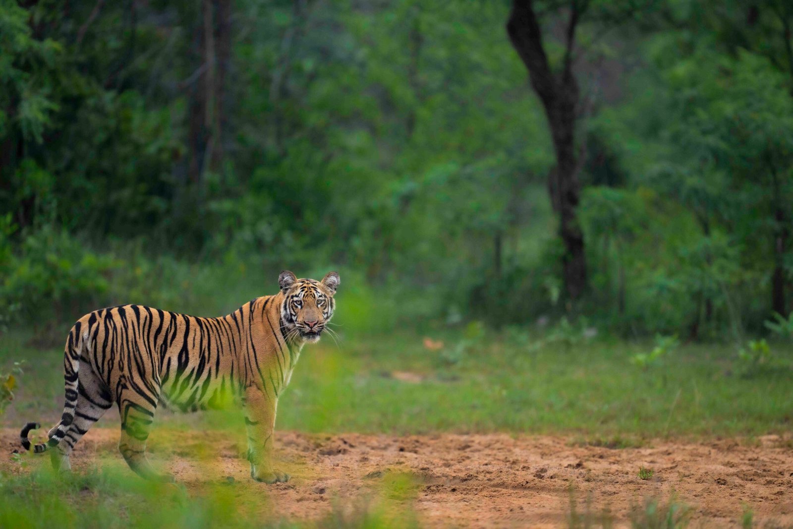 Tadoba andheri tiger reserve